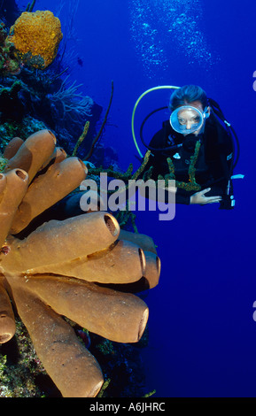 Scuba Diver auf bunte Korallenriff, Agelas Conifera, braunen Rohr Schwamm Stockfoto