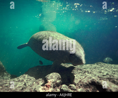 West Indian Manatee schwimmt in Homossasa Springs, Florida. Stockfoto