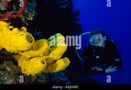 Scuba Diver auf bunte Korallenriff, Pseudoceratina Crassa, gelbe verzweigende Röhre Schwamm Stockfoto