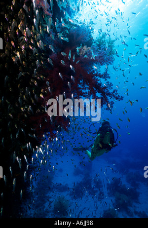 Weibliche Taucher und weiche Korallenriff umgeben von Glassies Rote Meer Stockfoto