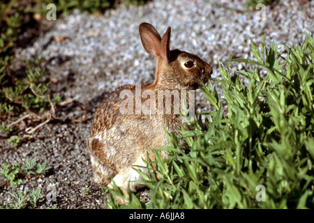Östlichen Cottontail Sylvilagus floridanus Stockfoto