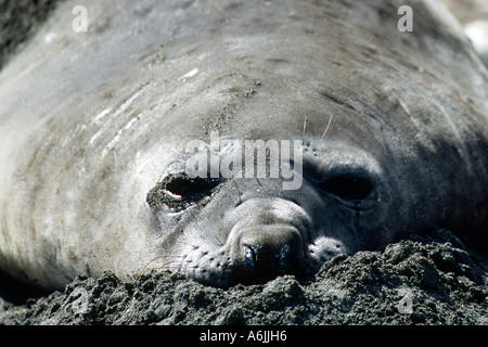 südlichen See-Elefanten (Mirounga Leonina), mit der Schnauze im Sand liegend Stockfoto
