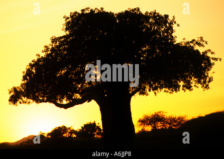 Baobab, Monkey Brot, Affe Tamarinde (Affenbrotbäume Digitata), Silhouette des einzigen Baum bei Sonnenuntergang, Tansania Stockfoto