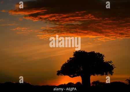 Baobab, Monkey Brot, Affe Tamarinde (Affenbrotbäume Digitata), Silhouette des einzigen Baum bei Sonnenuntergang, Tansania Tarangire NP Stockfoto