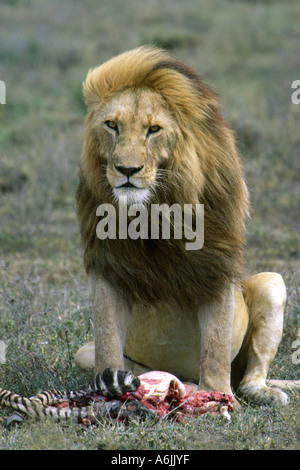 Löwe (Panthera Leo), prächtige Männchen sitzen vor Zebra Kadaver, Tansania Stockfoto