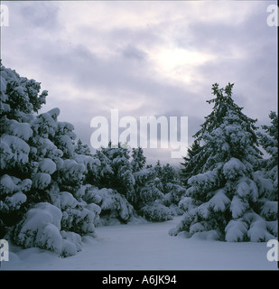 Tannen in Winter Quebec Kanada Stockfoto