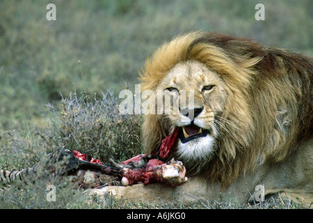 Löwe (Panthera Leo), prächtige Männchen Essen von Zebra Kadaver, Tansania Stockfoto