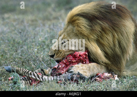 Löwe (Panthera Leo), prächtige Männchen Essen von Zebra Kadaver, Tansania Stockfoto