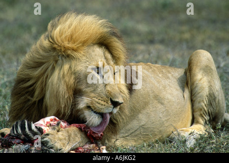 Löwe (Panthera Leo), prächtige Männchen mit Zebra Kadaver, Tansania Stockfoto