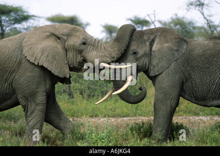 Afrikanischer Elefant (Loxodonta Africana), junge in einem spielerischen Kampf, Tansania Stockfoto