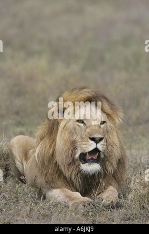 Löwe (Panthera Leo), prächtige Männchen sitzen in Steppe Rasen, Tansania Stockfoto