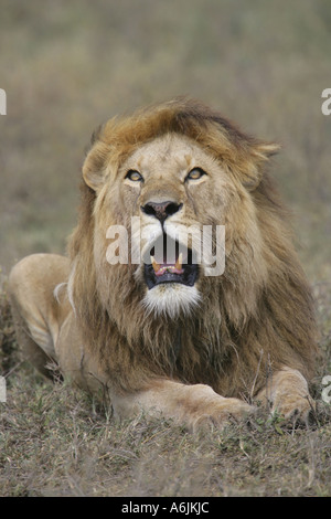 Löwe (Panthera Leo), prächtige Männchen sitzen in Steppe Rasen brüllend, Tansania Stockfoto