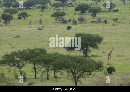 Masai-Giraffe (Giraffa Plancius Tippelskirchi), zu Fuß zwischen Kamel Dornen, Tansania Stockfoto