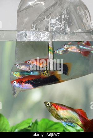 Guppy (Poecilia Reticulata, Lebistes Reticulatus, Lebistes Reticulata), Fische in einem Aquarium aus einer Plastiktüte umgesetzt Stockfoto