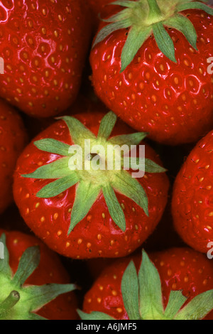 Erdbeeren in Nahaufnahme Stockfoto