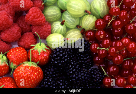 Frische Brombeeren Erdbeeren Himbeeren, rote Johannisbeeren und Stachelbeeren Stockfoto