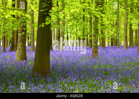 Buchenholz mit Teppich aus Glockenblumen Ringshall Hertfordshire England Stockfoto