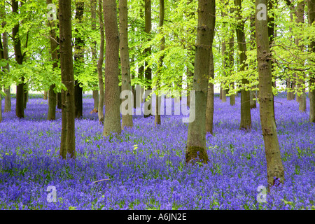 Buchenholz mit Teppich aus Glockenblumen Ringshall Hertfordshire England Stockfoto