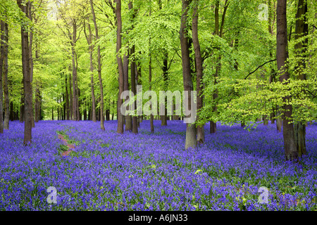 Buchenholz mit Teppich aus Glockenblumen Ringshall Hertfordshire England Stockfoto