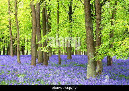 Buchenholz mit Teppich aus Glockenblumen Ringshall Hertfordshire England Stockfoto