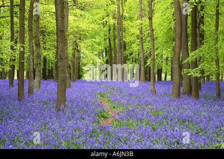 Buchenholz mit Teppich aus Glockenblumen Ringshall Hertfordshire England Stockfoto