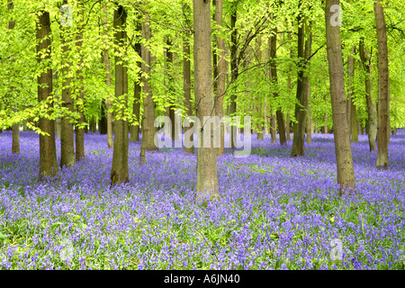 Buchenholz mit Teppich aus Glockenblumen Ringshall Hertfordshire England Stockfoto