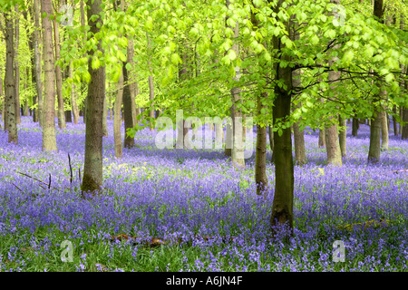 Buchenholz mit Teppich aus Glockenblumen Ringshall Hertfordshire England Stockfoto