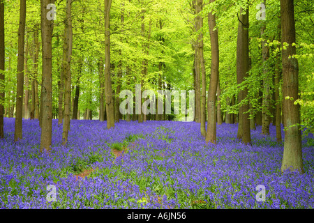 Buchenholz mit Teppich aus Glockenblumen Ringshall Hertfordshire England Stockfoto