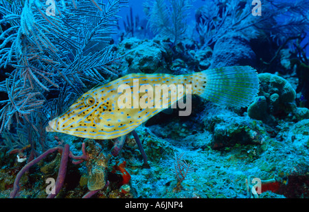 Scrawled Feilenfisch im bunten Korallenriff, Aluterus scriptus Stockfoto