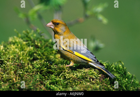 westlichen Grünfink (Zuchtjahr Chloris), Männlich, Deutschland Stockfoto