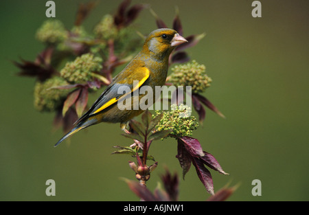 westlichen Grünfink (Zuchtjahr Chloris), Männlich, Deutschland Stockfoto