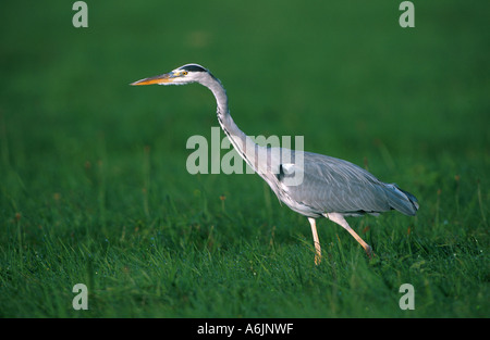 Graureiher (Ardea Cinerea), Suche Essen auf einer Wiese, Deutschland Stockfoto