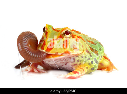 argentinische gehörnten Pacman Frog, Nightcrawler, Night Crawler, reich verzierten gehörnten Frosch, Frosch, verzierten gehörnte Kröte, Escuerzo (Ceratophrys Stockfoto