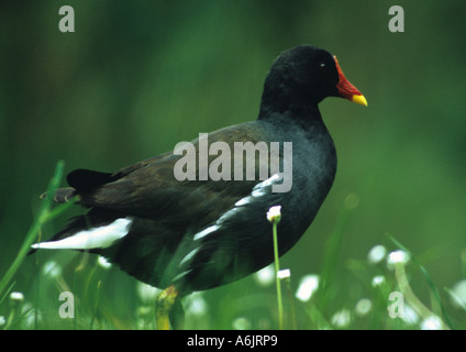 Teichhuhn (Gallinula Chloropus) im Vereinigten Königreich Stockfoto