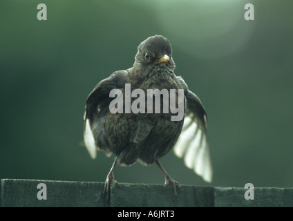 Junge Amsel am Zaun (Turdus Merula) im Vereinigten Königreich Stockfoto