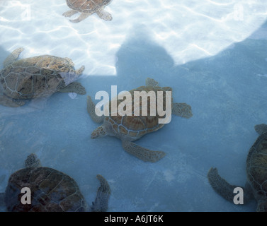 Grüne Meeresschildkröten, Bermuda Aquarium, Museum und Zoo, Flatt Dorf, Smith es Parish, Bermuda Stockfoto