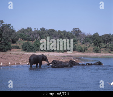 Elefanten im Fluss, Chobe National Park, Chobe, Republik Botsuana Stockfoto