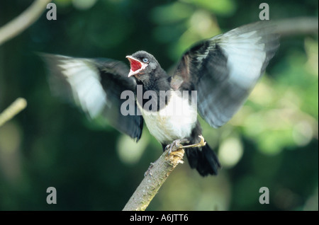 Schwarz-billed Elster (Pica Pica), juvenile, schreien, Niederlande, Texel Stockfoto