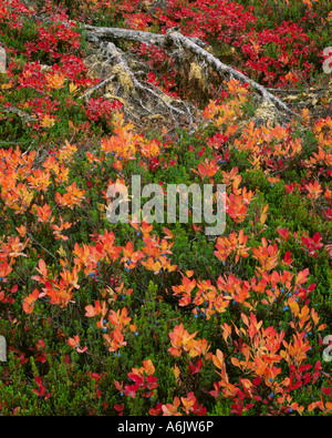Heidelbeeren im Herbst am Mount Baker-Snoqualmie National Forest Stockfoto