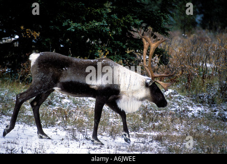 MC2-39 WOODLAND CARIBOU STIER IM SCHNEEFALL Stockfoto