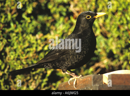 Männliche Amsel auf Birdtable (Turdus Merula) im Vereinigten Königreich Stockfoto