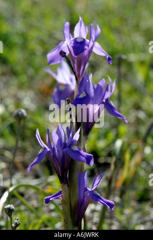 Barbary Nuss Gynandriris Sisyrinchium ist das einzige Mitglied dieser IRIS wie Gattung wächst in Europa Stockfoto