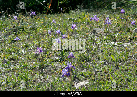 Barbary Nuss Gynandriris Sisyrinchium ist das einzige Mitglied dieser IRIS wie Gattung wächst in Europa Stockfoto