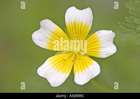 Wiese-Schaum (Limnanthes Douglasii), einzige Blüte, Deutschland, Nordrhein-Westfalen, Bielefeld Stockfoto