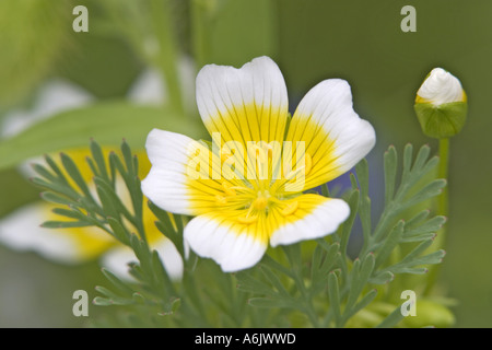 Wiese-Schaum (Limnanthes Douglasii), Deutschland, Nordrhein-Westfalen, Bielefeld Stockfoto