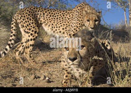 Gepard (Acinonyx Jubatus), paar, auf der Suche nach Kamera, Namibia, Windhoek Stockfoto