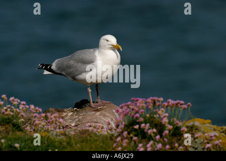 Silbermöwe Larus Argentatus Fowlsheugh RSPB Schottland Vereinigtes Königreich Stockfoto