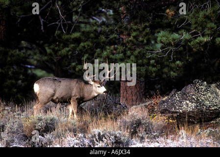 MD-31 ALERT MULE DEER BUCK Stockfoto