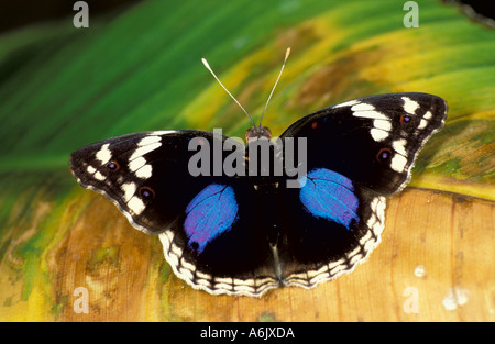 Schwarz Stiefmütterchen Schmetterling Precis Oinone Afrika Stockfoto