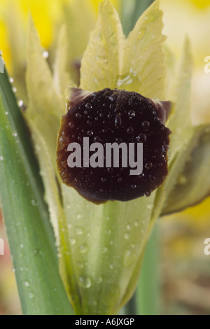 Grünlich gelbe Blume mit samtig braunen äußeren Lippe Nahaufnahme Hermodactylus Tuberosus (Witwe Iris). Stockfoto